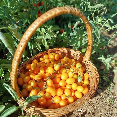 Li Canali Reali Bed & Breakfast Mesagne