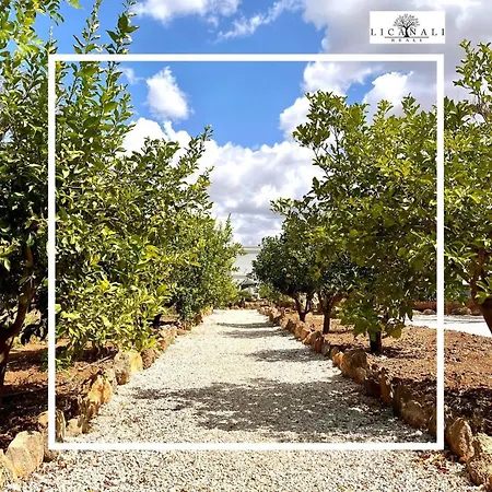 Li Canali Reali 미사니아