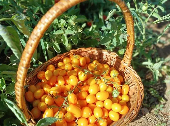 Li Canali Reali فندق مبيت وإفطار ميسانيي